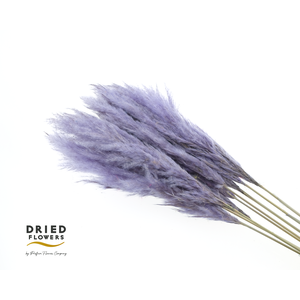 Dried Cortaderia Luxe Fluffy Milka