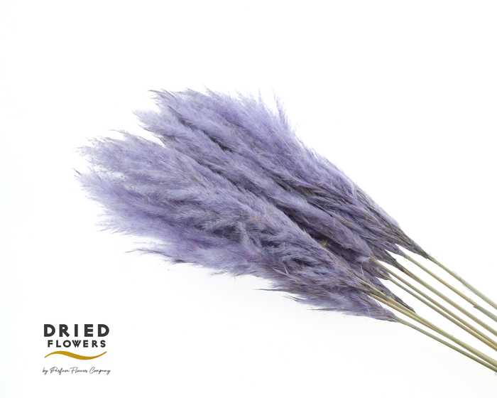 Dried Cortaderia Luxe Fluffy Milka