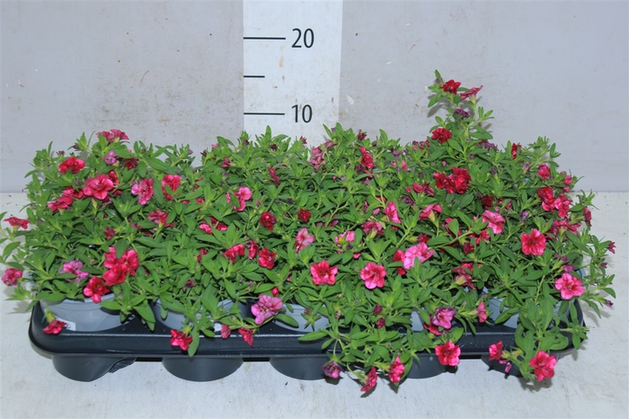 <h4>Calibrachoa Doubble Magenta</h4>