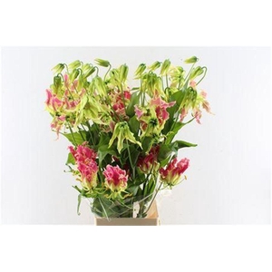 Gloriosa Pink