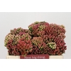 Kaaps Groen Red Brunia Medium