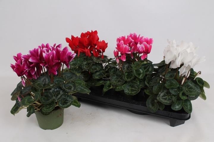 <h4>CYCL MD SUP MACRO</h4>