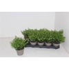Cuph Hyssopifolia