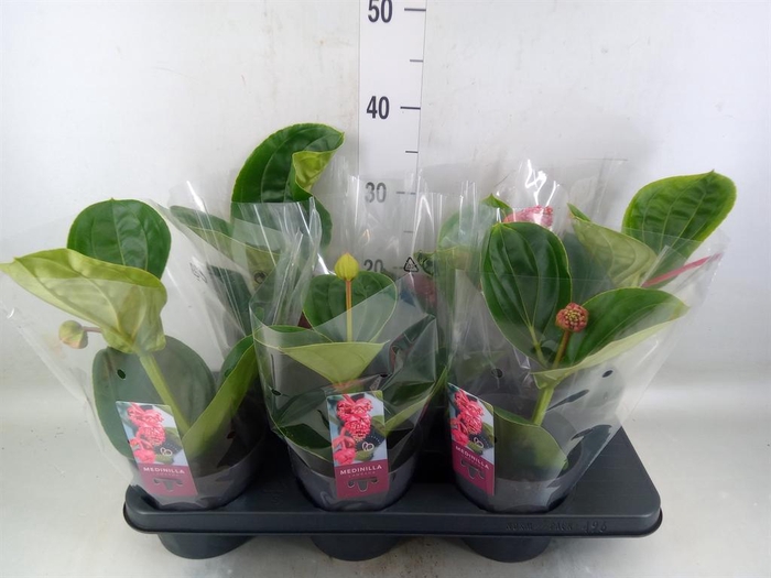 <h4>Medinilla magn. 'Lambada'</h4>