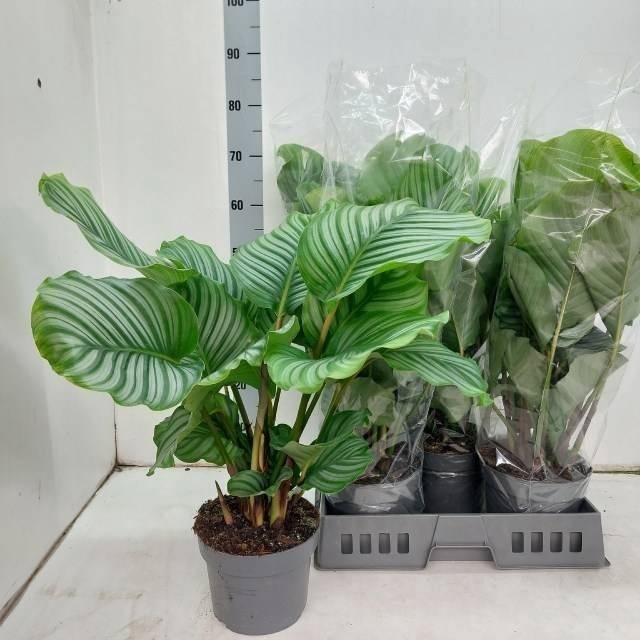 <h4>CALAT ORBIFOLIA</h4>
