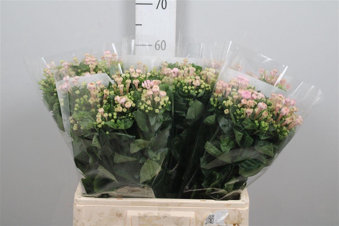 <h4>Bou En Sweet Jewel</h4>