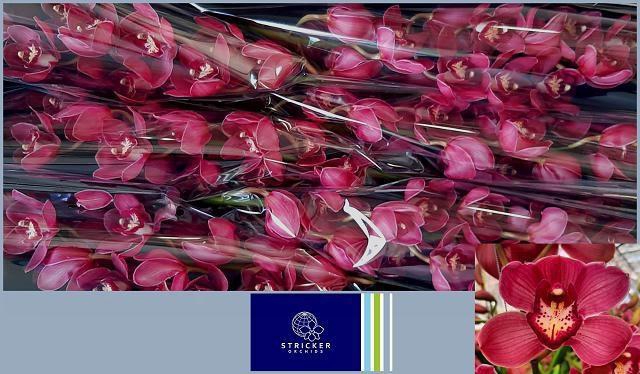 <h4>CYMB T RED DREAM</h4>