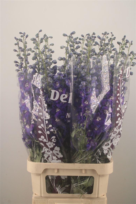 <h4>Delph El Dewi Dark Blue Smile</h4>