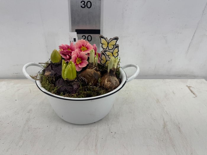 <h4>ARR PL IN SCHAAL</h4>