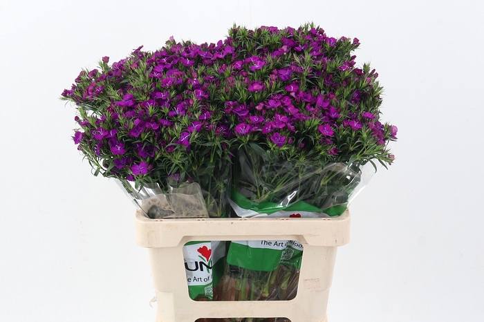 <h4>Di Barb Neon Purple Fu</h4>