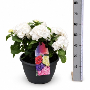 HYDR M CRYSTAL PALAC