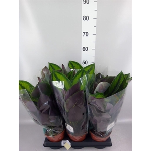 Calathea   ...