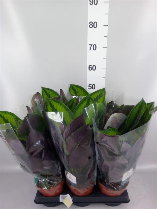 <h4>Calathea   ...</h4>