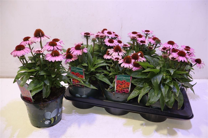 <h4>Echina Som Brilliant Rose</h4>