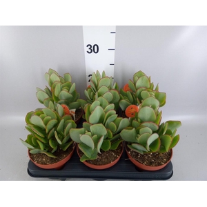 Kalanchoe NF pumila