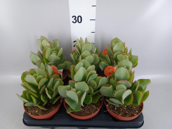<h4>Kalanchoe NF pumila</h4>