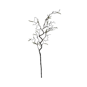 AF Corylus Contorta L70cm Nat.