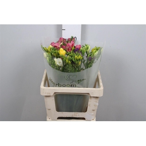 Fr En Gemengd 26gr (op Kleur!)