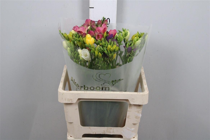 <h4>Fr En Gemengd 26gr (op Kleur!)</h4>