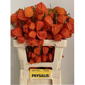 PHYSALIS LAMPION TAK