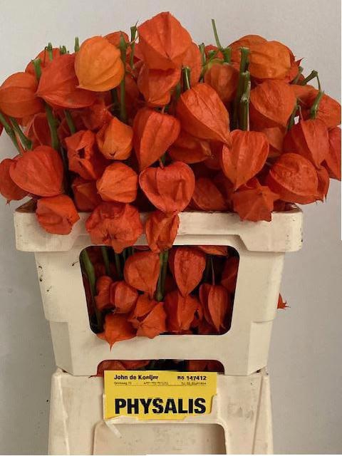 <h4>PHYSALIS LAMPION TAK</h4>