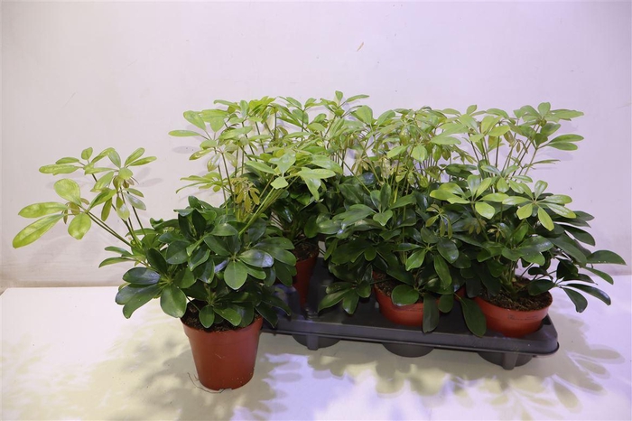 <h4>Schef Ar Nora</h4>