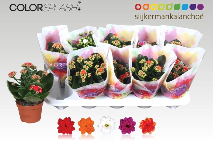 <h4>KAL GE GEM 5 KL</h4>