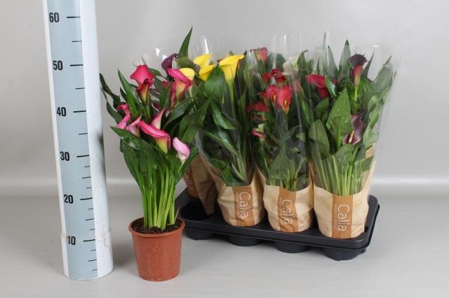 <h4>ZANT GEM 7 KL</h4>