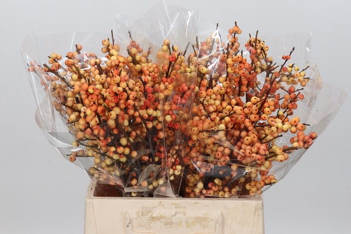 <h4>Ilex Cresgold</h4>