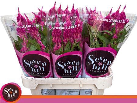 <h4>CEL P SUNDAY BRIGHT PINK</h4>
