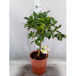 Citrofortunella floridana