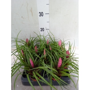 Tillandsia cyanea