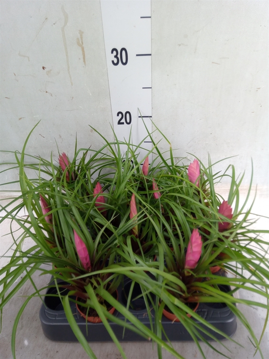 <h4>Tillandsia cyanea</h4>