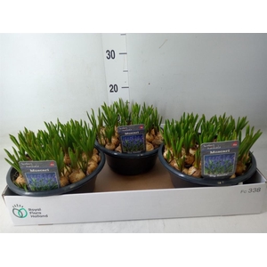 Muscari  'Big Smile'