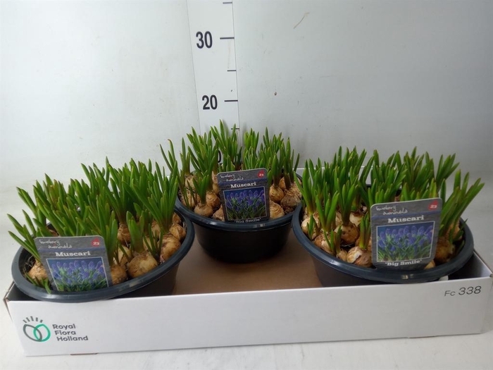 <h4>Muscari  'Big Smile'</h4>