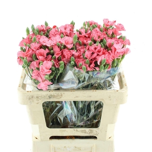 Di Tr Simply Stripefly