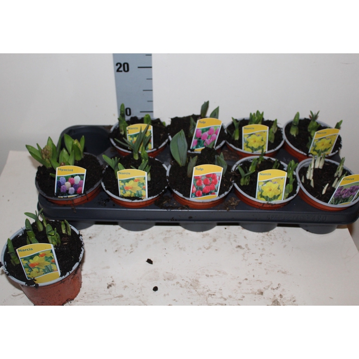 <h4>BOLBLOEMEN GEM</h4>