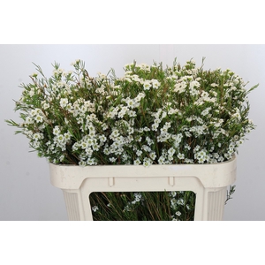 Chamelaucium Dancing Queen White