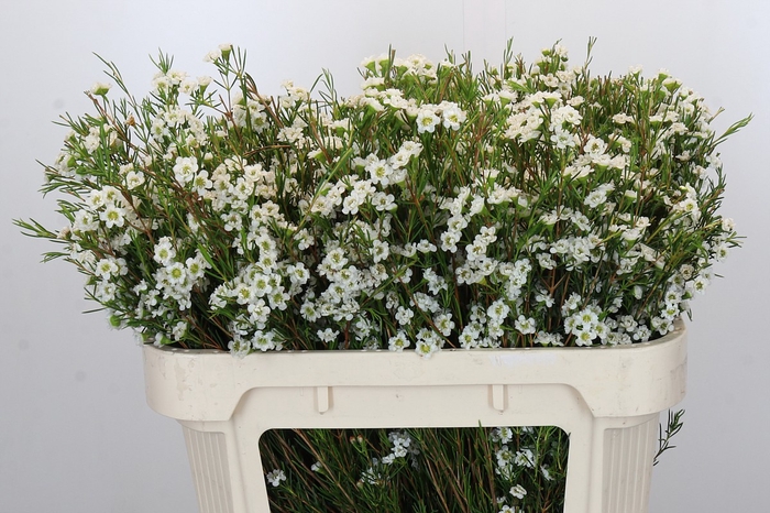 <h4>Chamelaucium Dancing Queen White</h4>
