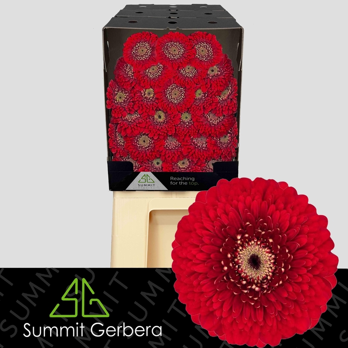 <h4>Germini Pomponi Floyd Diamond</h4>