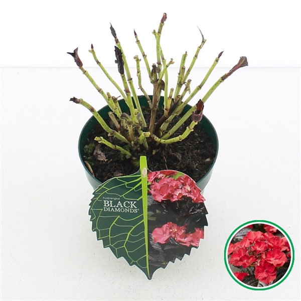 <h4>Hydrangea teller Black Diamonds® 'After Midnight'® C2 (17cm.)</h4>