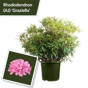 Rhodo. 'Graziella' red/pink