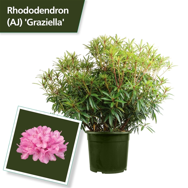 <h4>Rhodo. 'Graziella' red/pink</h4>