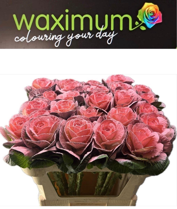 <h4>BRASSICA ROSE 70CM</h4>