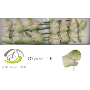 ANTH A GRACE 16