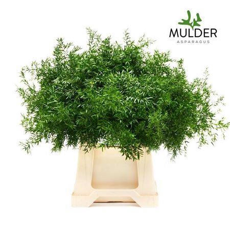 <h4>Asp Dens Cwebe</h4>