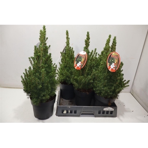 Picea Gl Conica
