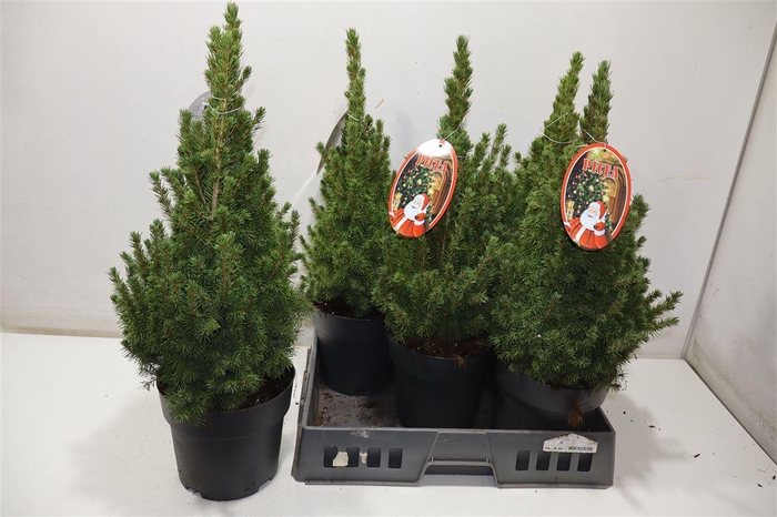 <h4>Picea Gl Conica</h4>
