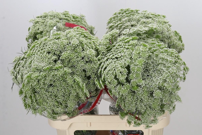 <h4>Ammi Visnaga Casablanca</h4>