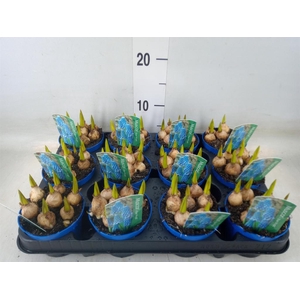 Muscari  'Magic Blue'